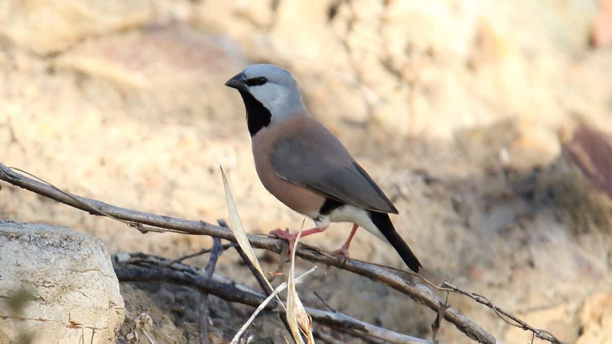 El diamante babero de cola corta – CITES en el aviario