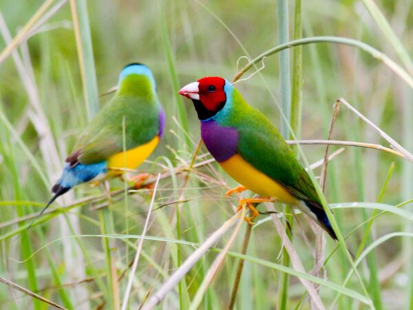 Diamante de Gould en Australia. Kym Nicholson - Elsey, Northern Territory, Australia.