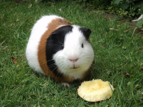 Un conejillo de Indias de pelo corto comiendo un trozo de manzana
