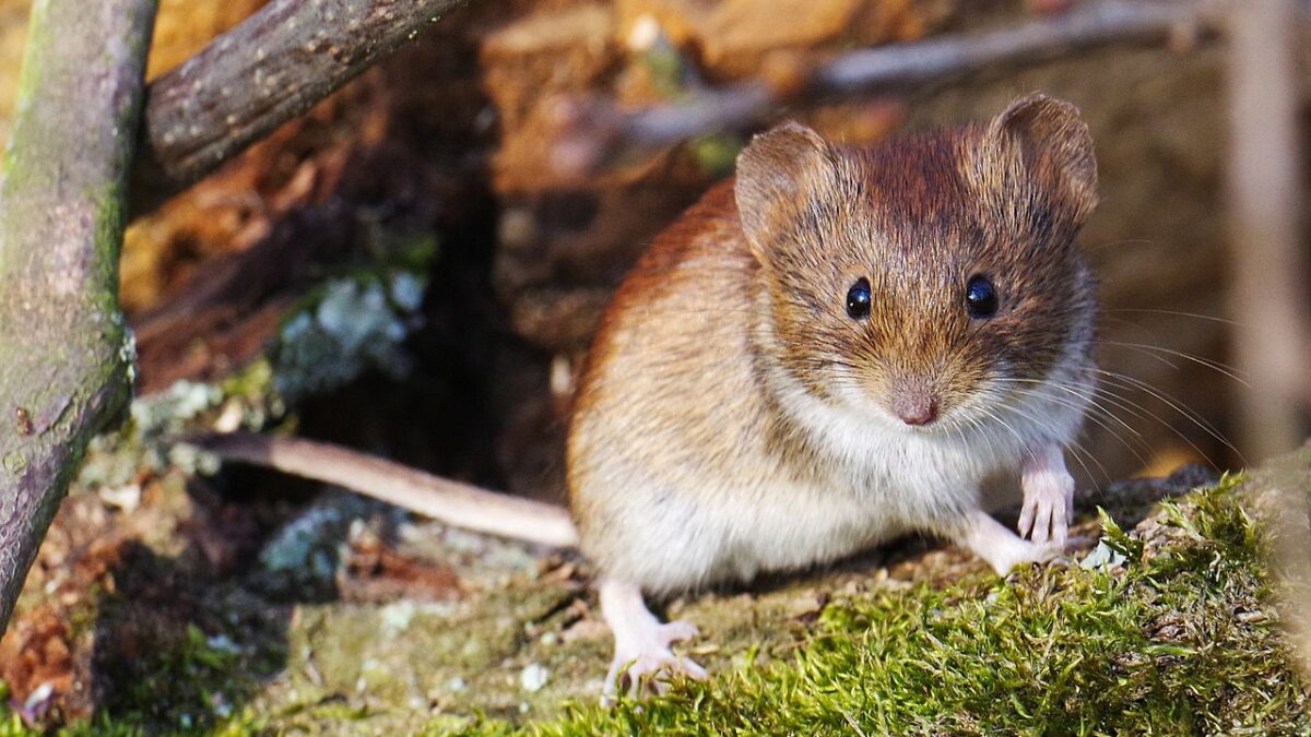 El hantavirus es un viejo conocido en Europa