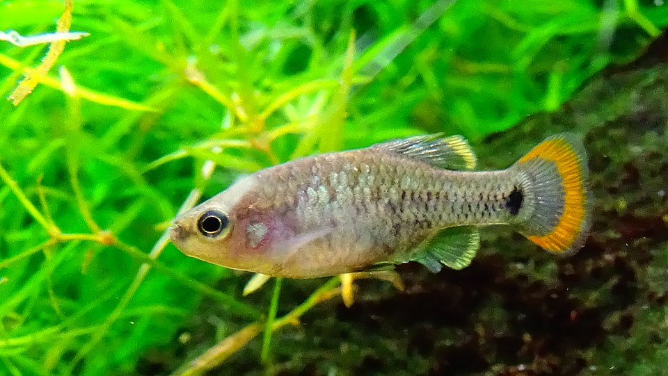 Zoogoneticus tequila - Aquarium Tropical du Palais de la Porte Dorée - Paris/France - 29/04/2015. Loury Cédric
