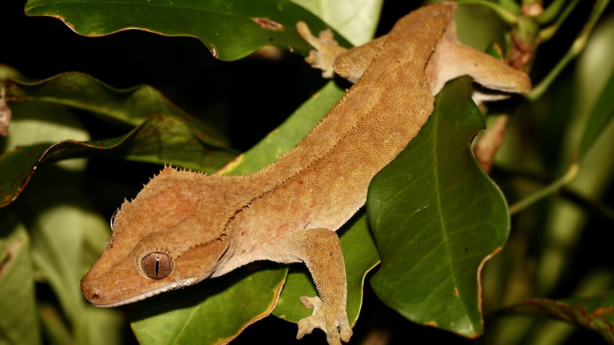 El gecko crestado: el rey de los terrarios desaparecido en la naturaleza