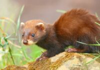 European Polecat (Mustela putorius); a juvenile at British Wildlife Centre, Surrey, England.