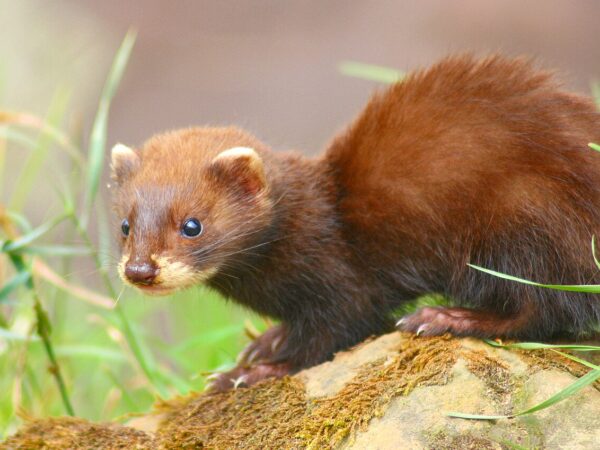 European Polecat (Mustela putorius); a juvenile at British Wildlife Centre, Surrey, England.