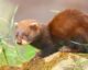 European Polecat (Mustela putorius); a juvenile at British Wildlife Centre, Surrey, England.