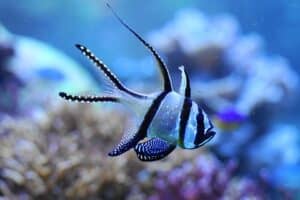 Pterapogon kauderni en el acuario Universeum (Gotemburgo, Suecia). Hoy la mayoría de ejemplares en el comercio son de cría controlada.