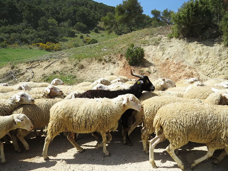 Cómo la ganadería extensiva reduce el riesgo de zoonosis