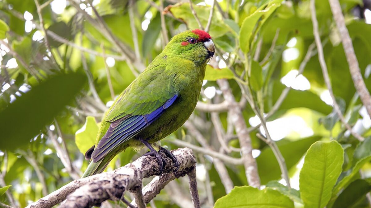 El kakariki de frente roja: CITES, pero no tanto