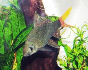 Labeo bicolor (Epalzeorhynchos bicolor) en acuario, con cuerpo negro y cola roja característica