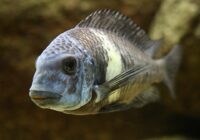 Pez de agua dulce en acuario, fauna acuática, lago africano, conservación de especies, Mundo Faunista