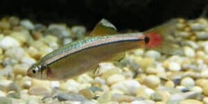 Tanichthys albonubes, declarado extinto en la naturaleza en 1980 y redescubierto a principios de los años 2000