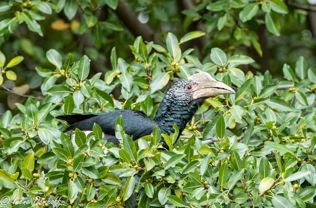 Cálao cariplateado en Zoo Koki: nueva pareja de Bycanistes brevis