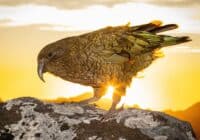 Loro kea (Nestor notabilis) Carey_Knox_Southern_Scal