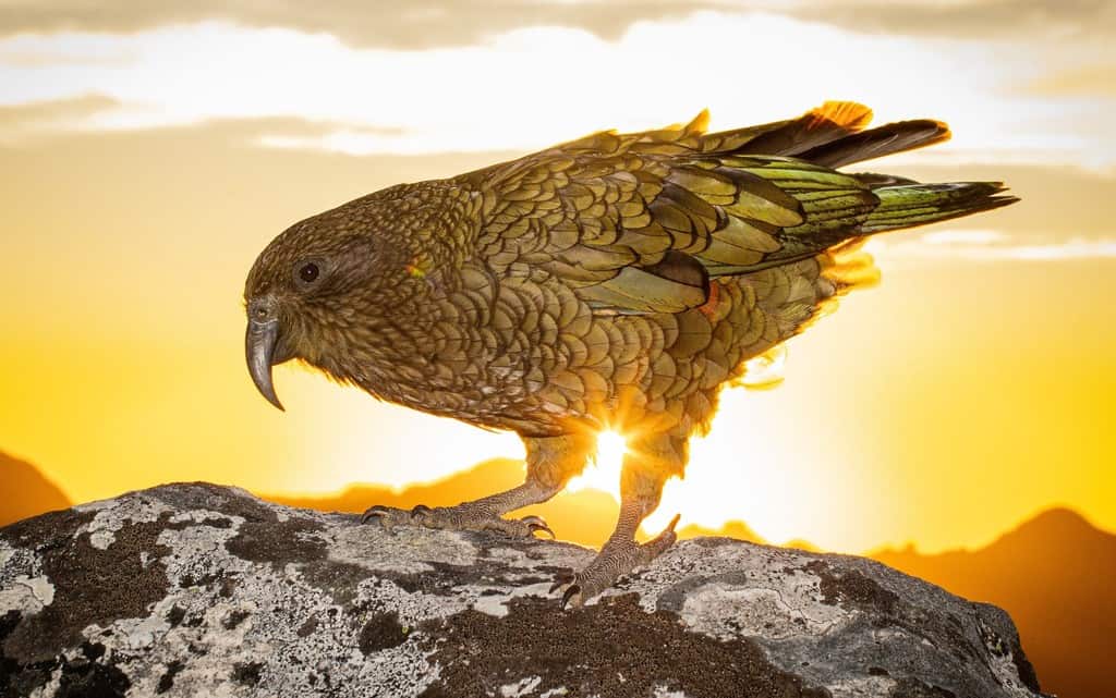 El loro kea que inventó una nueva forma de pelear