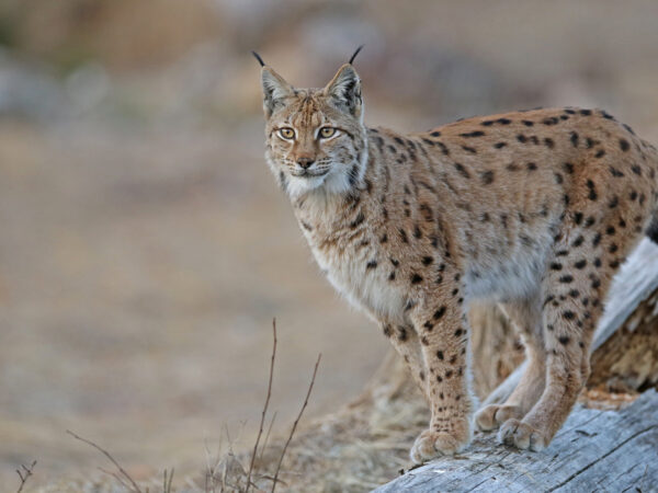 Lince boreal o euroasiático (Lynx lynx) por Christoph Moning