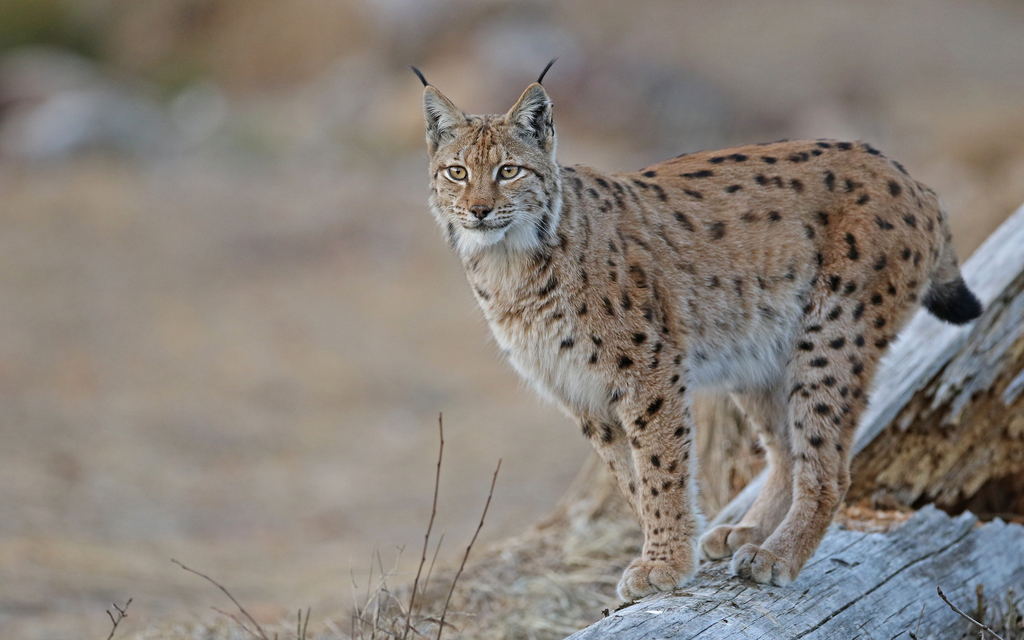 El lince boreal podría volver a España