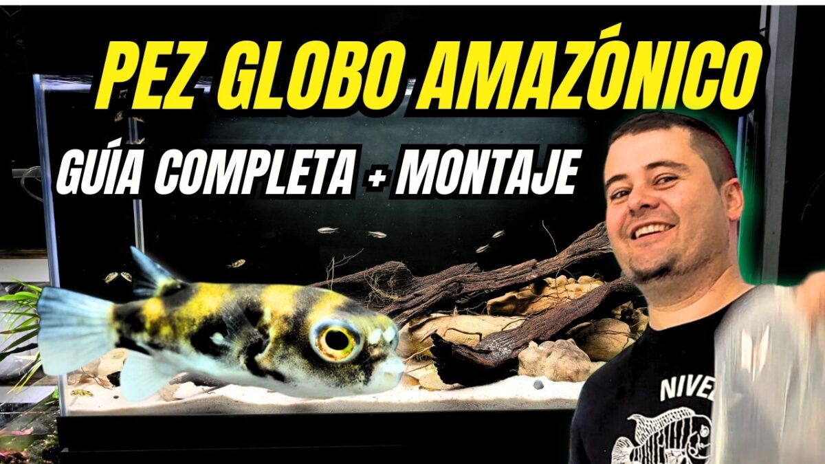 Colomesus asellus: monta un biotopo amazónico paso a paso