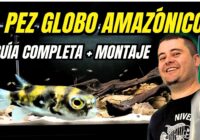 Nico Luchoro monta desde cero un acuario de biotopo para el pez globo amazónico. Todo sobre el Colomesus asellus.