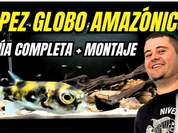 Nico Luchoro monta desde cero un acuario de biotopo para el pez globo amazónico. Todo sobre el Colomesus asellus.