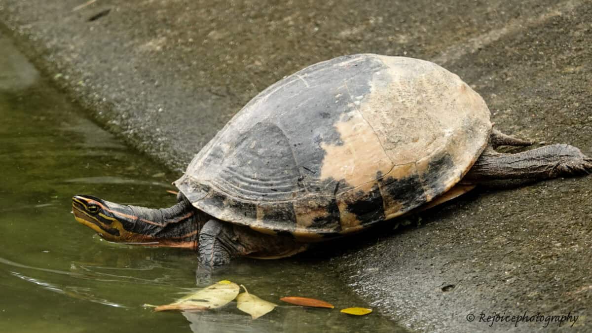 Día Mundial de las Tortugas: el legado de Elmar Meier
