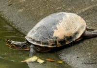 La rarísima Cuora praschagi, tortuga de Assam