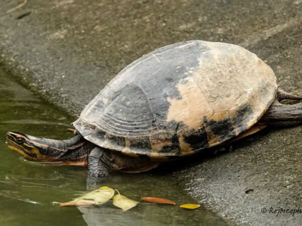 La rarísima Cuora praschagi, tortuga de Assam