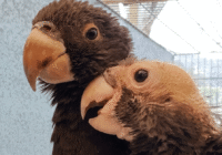 Loro vasa mayor, Coracopsis vasa