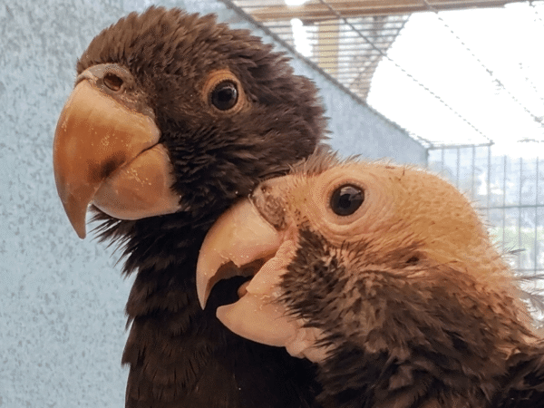 Loro vasa mayor, Coracopsis vasa