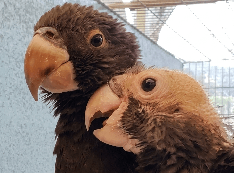Día Mundial del Loro: lo que los criadores aportan a la conservación