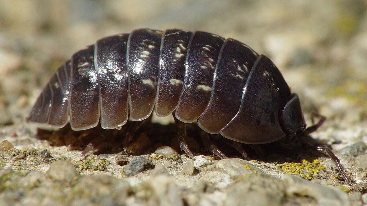 Isópodos como animales de terrario: guía de iniciación