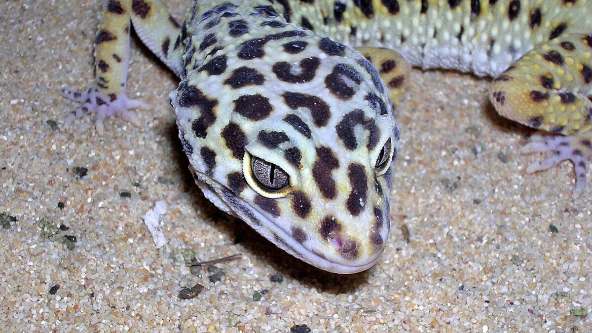 Gecko leopardo: qué ocurre cuando se cruzan dos especies