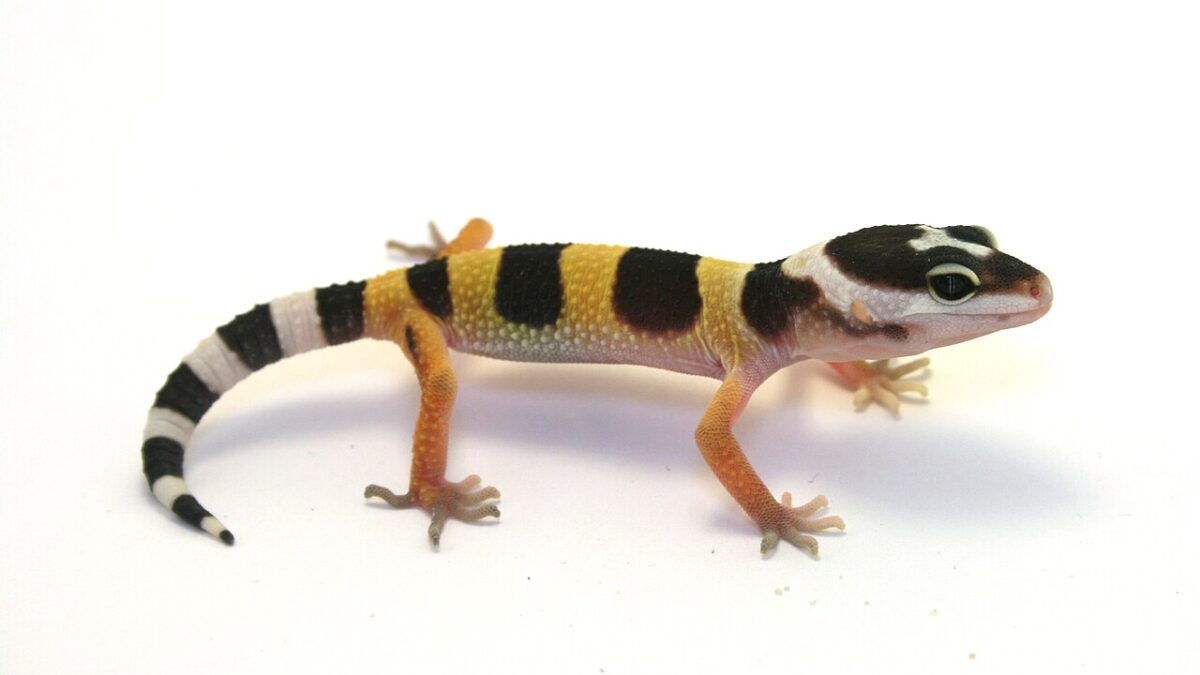 Gecko leopardo: aprende mejor de joven y olvida de adulto