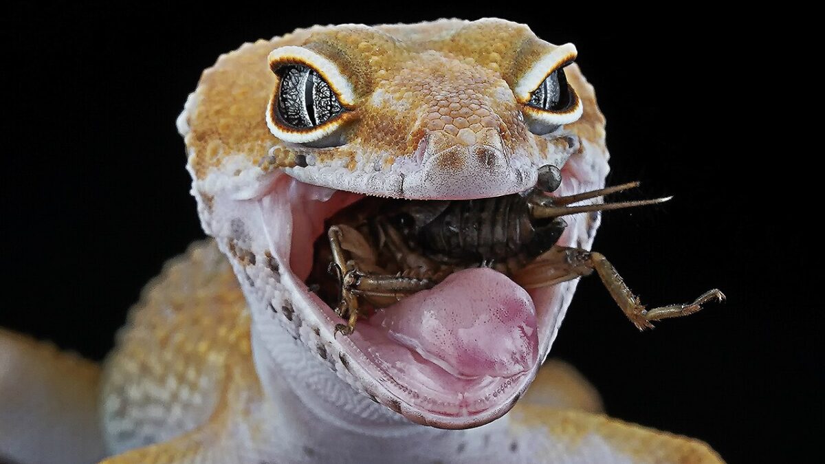 Gecko leopardo: los sentidos que activan la defensa ante serpientes