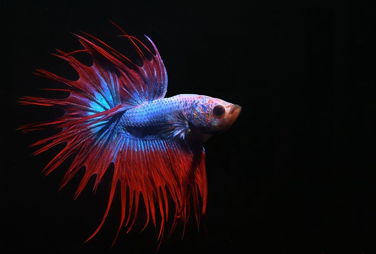Cómo distinguir 13 especies silvestres de Betta de Tailandia