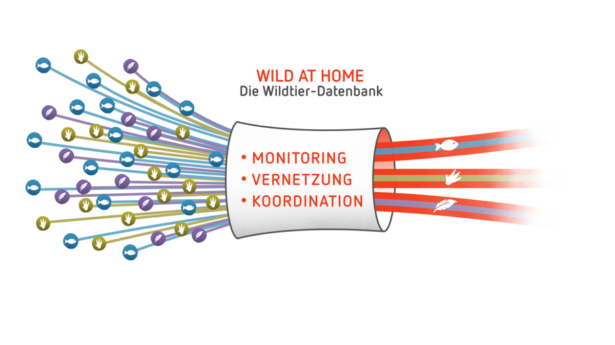Wild at Home: la plataforma alemana que quiere censar y conectar a todos los criadores de fauna amenazada
