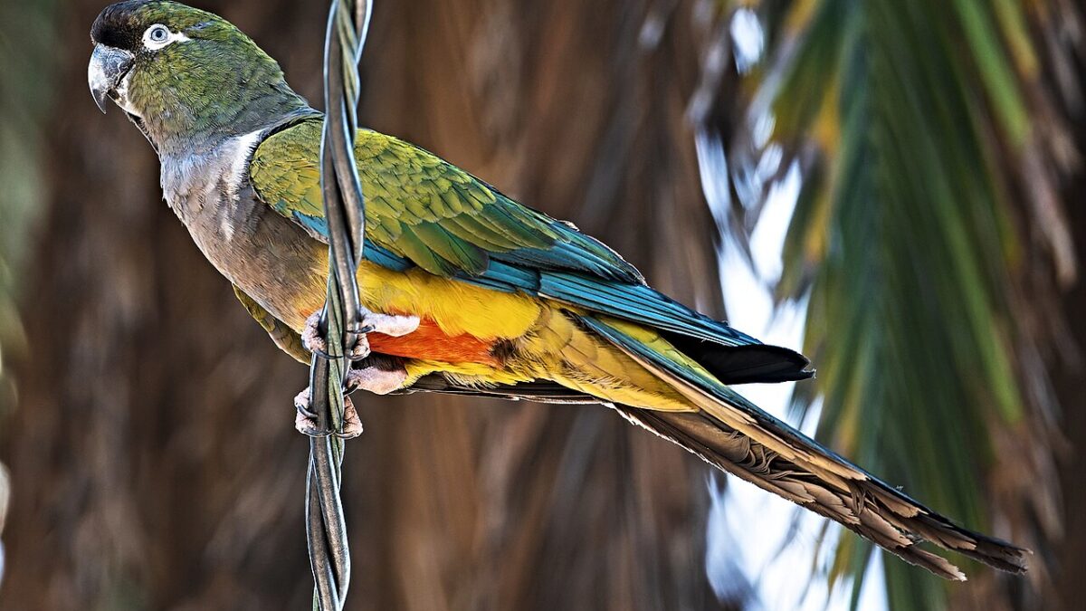 Masturbación en aves: natural, extendida y no patológica