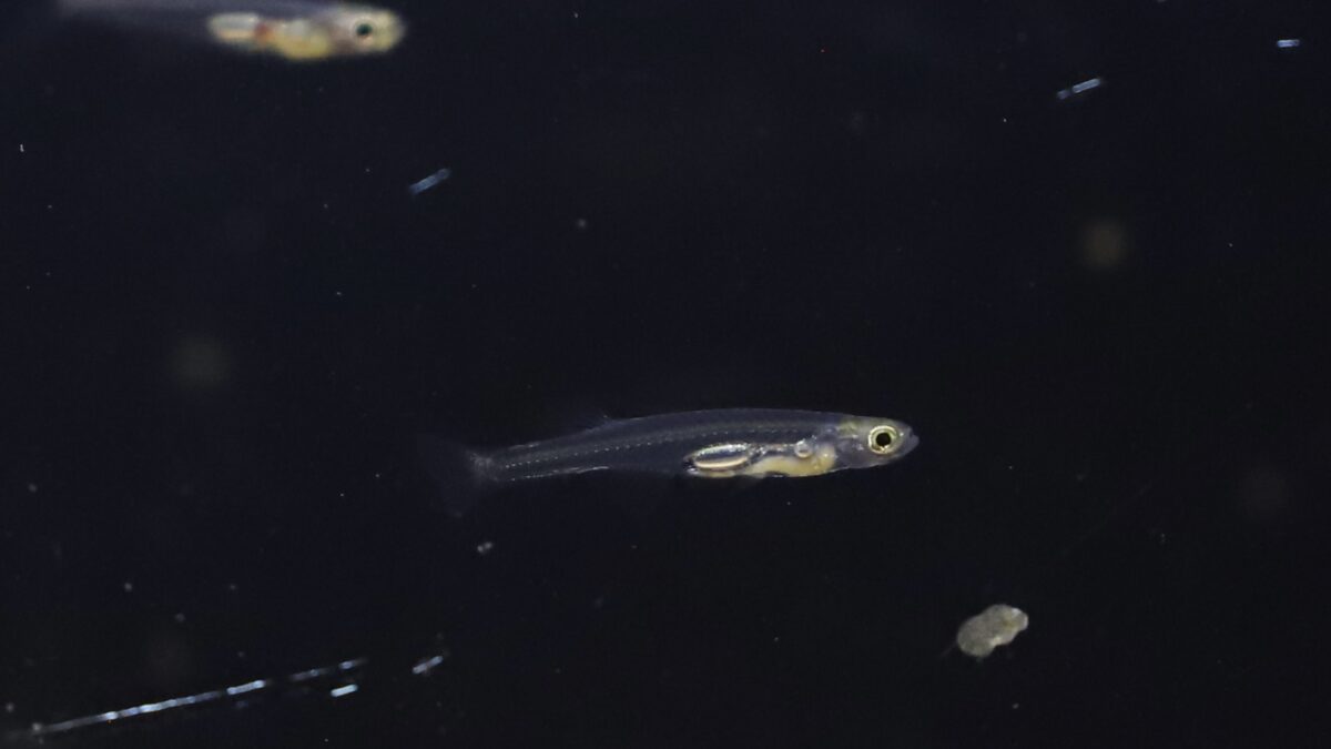 Los peces más pequeños del mundo: qué dice su genoma