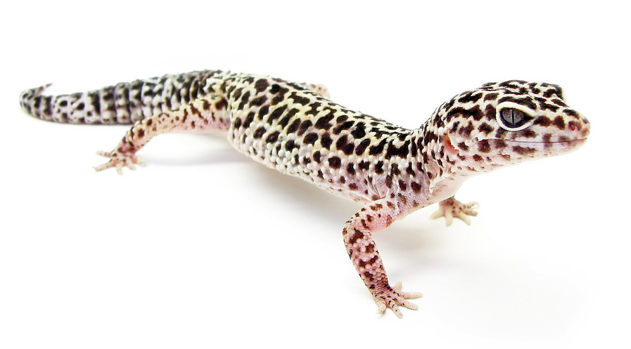 El gecko leopardo aprende y recuerda: qué dice la ciencia