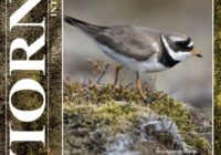 Portada de la revista Aviornis Ibérica 207