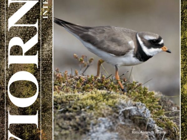 Portada de la revista Aviornis Ibérica 207