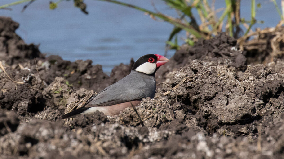 Gorrión de Java: un clásico del aviario… y CITES