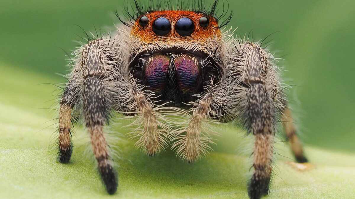 Arañas saltarinas en el terrario: guía de especies y cuidados