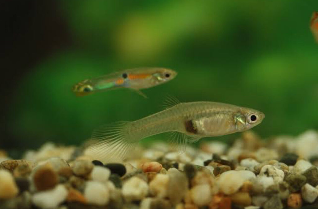 Por qué las hembras de guppy prefieren a los machos raros