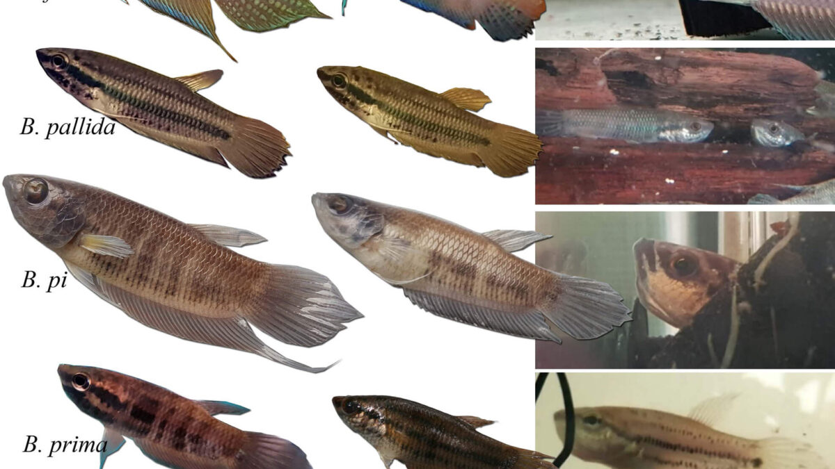 Cría de Betta silvestres: cómo crecen las especies incubadoras