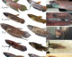 Reproductores de seis especies silvestres de Betta incubadoras bucales destinados a la colección de series de tallas de referencia.