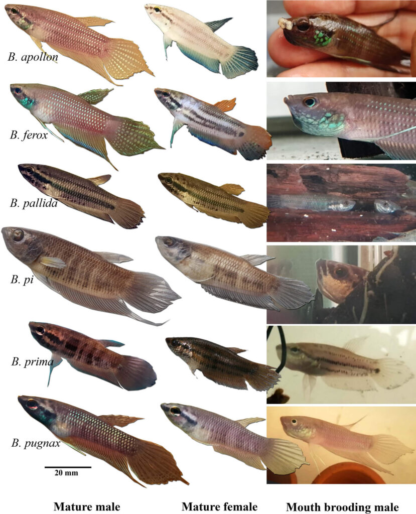 Reproductores de seis especies silvestres de Betta incubadoras bucales destinados a la colección de series de tallas de referencia.