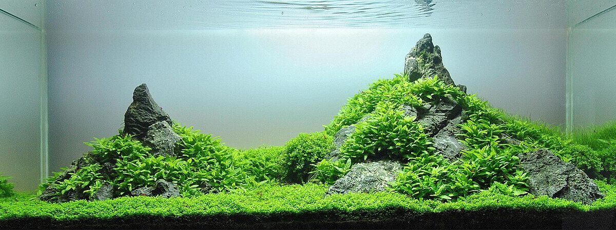 Aquascaping: qué es y cómo dar tus primeros pasos