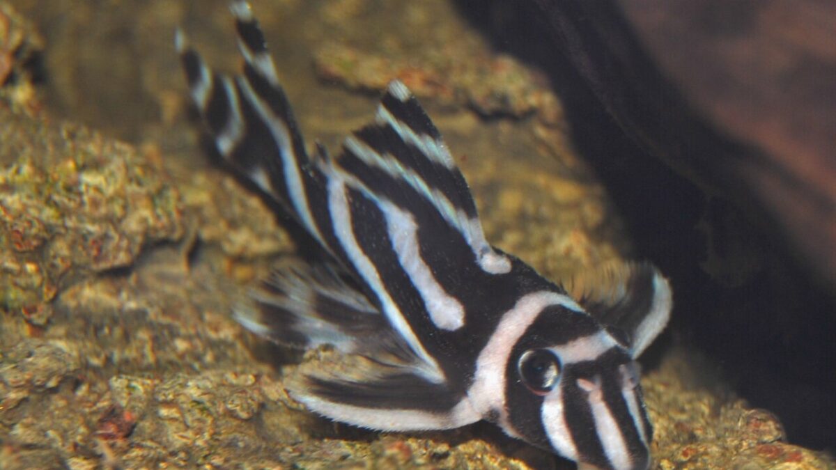 El Hypancistrus zebra y sus híbridos