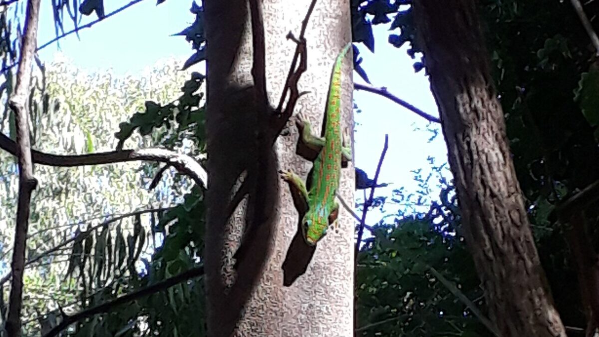 Gecko de Guimbeau: la especie de Mauricio que sí puede salvarse