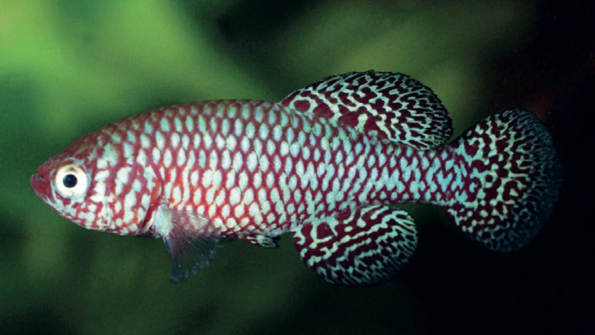 El killi DRCP 2013/6 ya tiene nombre: Nothobranchius poppi